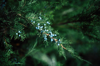 Juniper & Lime