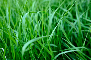 Lemongrass & Ginger