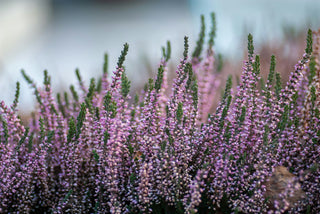 Wild Nettle & Heather