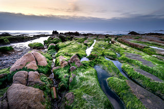Hebridean Seaweed