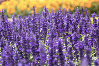 Highland Lavender