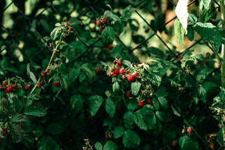 Wild Scottish Raspberry