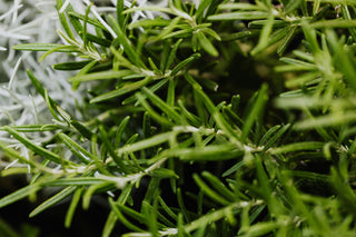 Rosemary & Wild Nettle