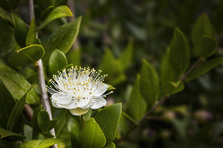Scottish Bog Myrtle